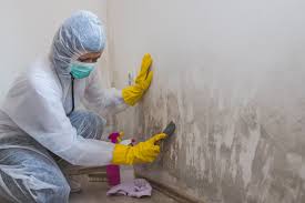 Why You Should Choose Our Mold Remediation Services in Shawnee, OK